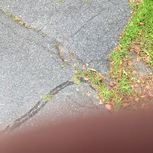 Meet your Posher, Dennis